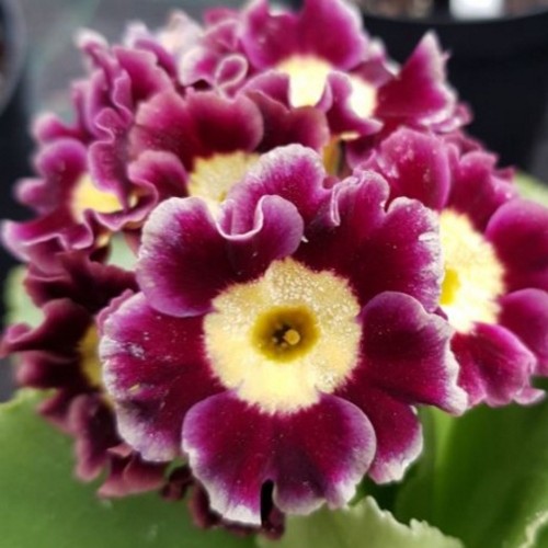 Primula auricula 'Royal Velvet' - Kõrvikpriimula 'Royal Velvet' P9/0,55L